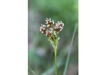 Wiesen-Hainsimse (Luzula campestris) - © Philipp Sengl